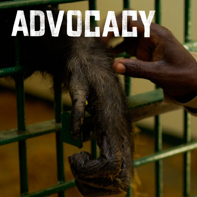 Advocacy