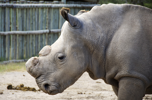 At home with the world's last male northern white rhinoceros