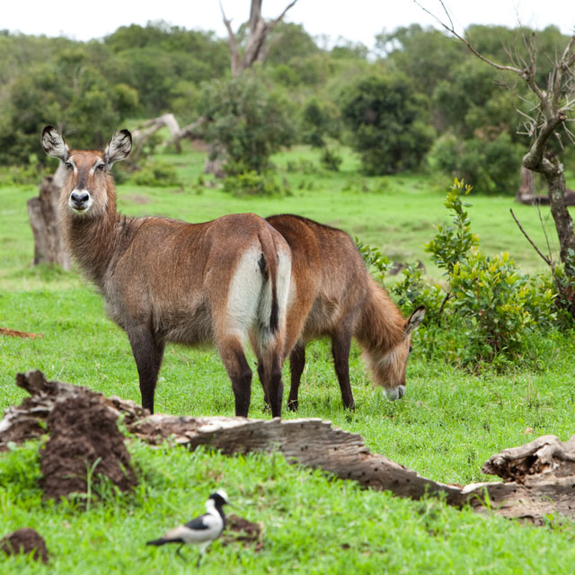 Copyrights and credits