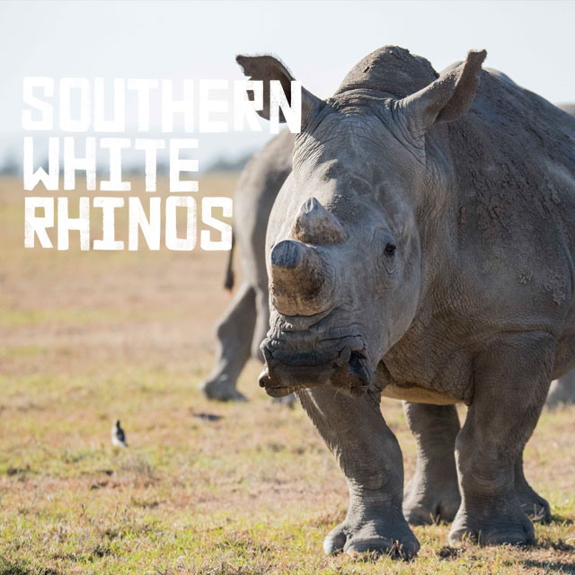 Southern white rhinos