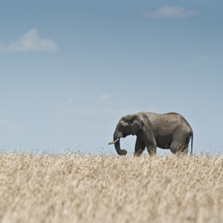 Copyrights and credits