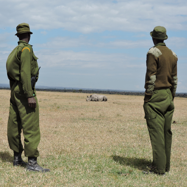 A Early Start for Solo's Calf