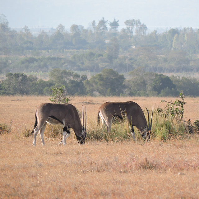 Recovering Ol Pejeta's Beisa Oryx Population