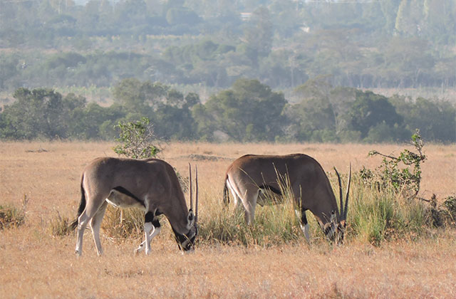 Recovering Ol Pejeta's Beisa Oryx Population