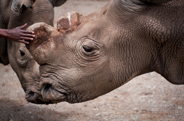This is our last chance to save the northern white rhino - are you in?