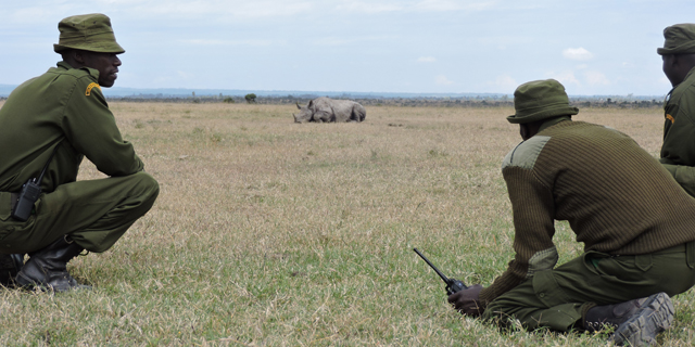 Story- An Early Start for Solo's Calf-Rangers sit by his side to ward off any danger