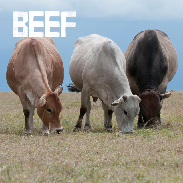 Beef