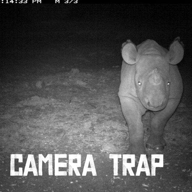 Camera trap