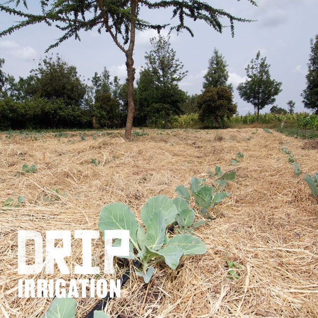 Drip irrigation