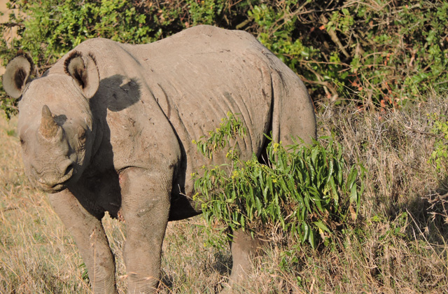 A Early Start for Solo's Calf