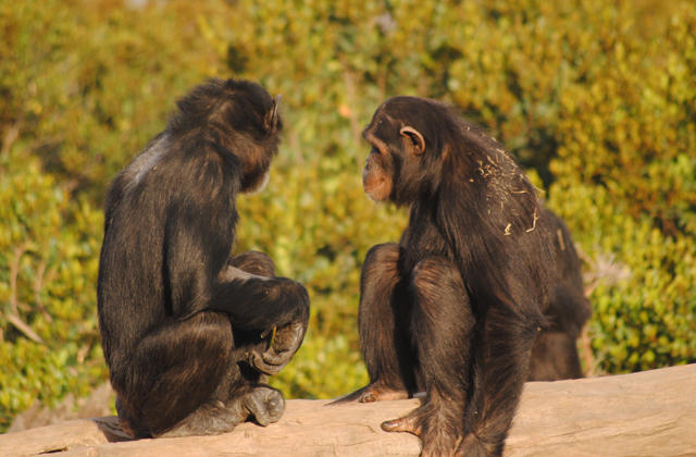 Must See - Chimpanzees