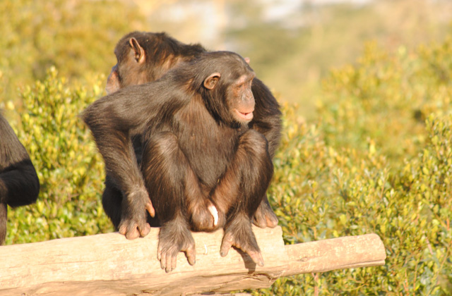 Sweetwaters Chimpanzee Sanctuary
