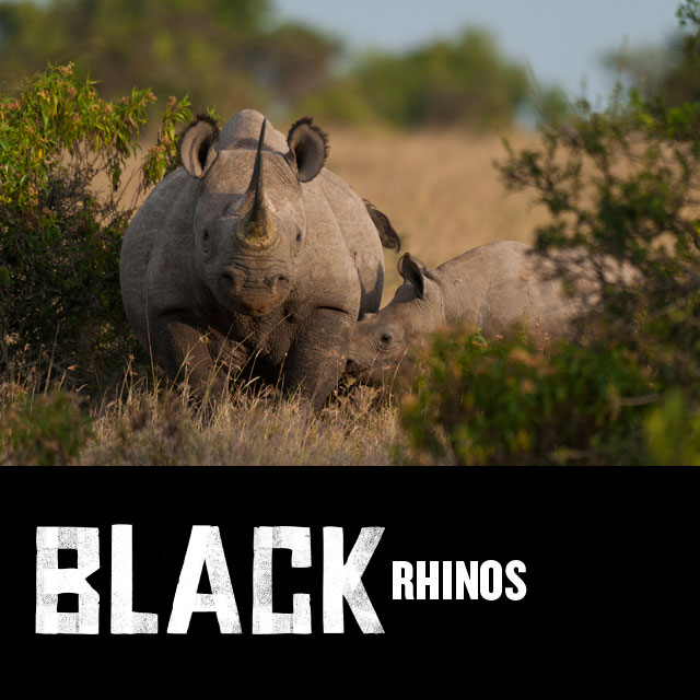 Black Rhinos