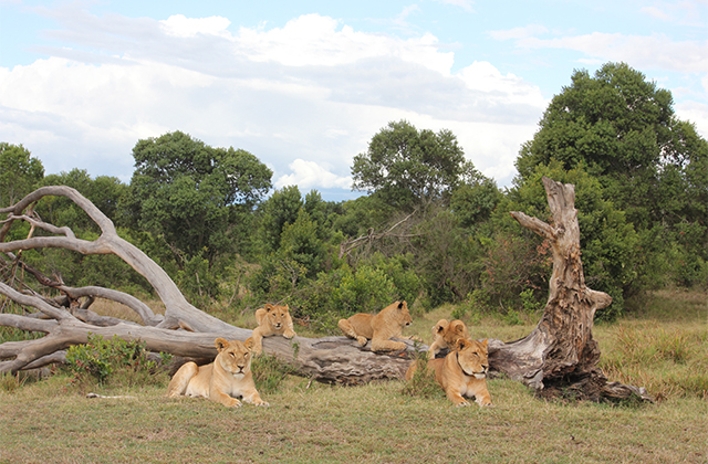 Lioness Loses Her Tail in Valiant Battle to Save Her Cubs