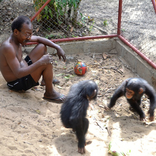 PEGAS Rescues Two Young Chimpanzees in Liberia