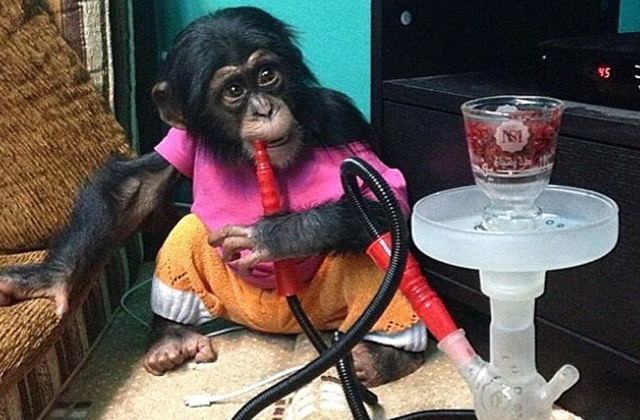 E-Bay for Great Apes in the Middle East