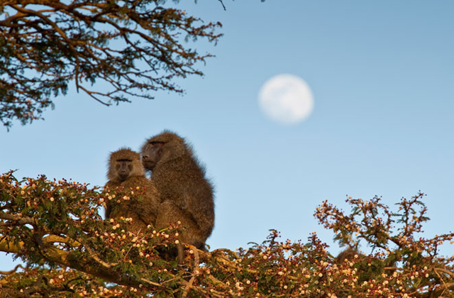 Human-wildlife conflict