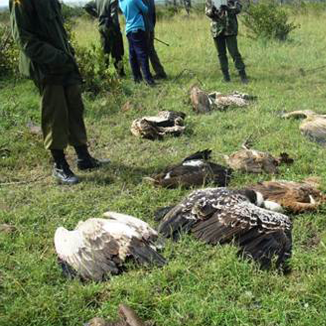 Critically Endangered Vultures Poisoned in Laikipia