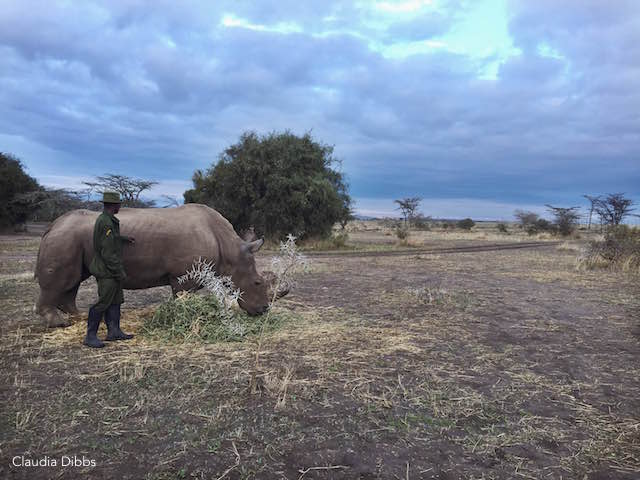 5_TheArk_Sudan the last male northern white rhino
