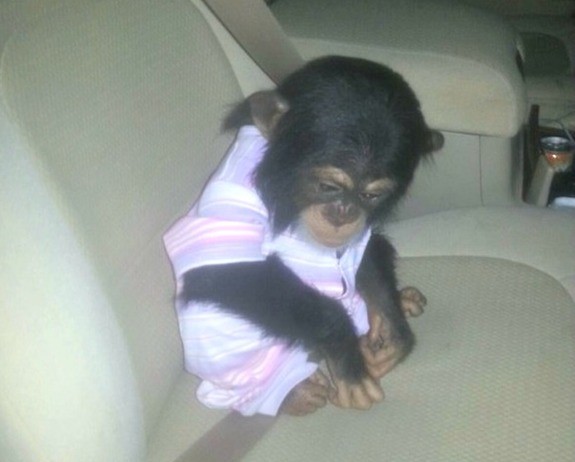 1Qatar seized chimp