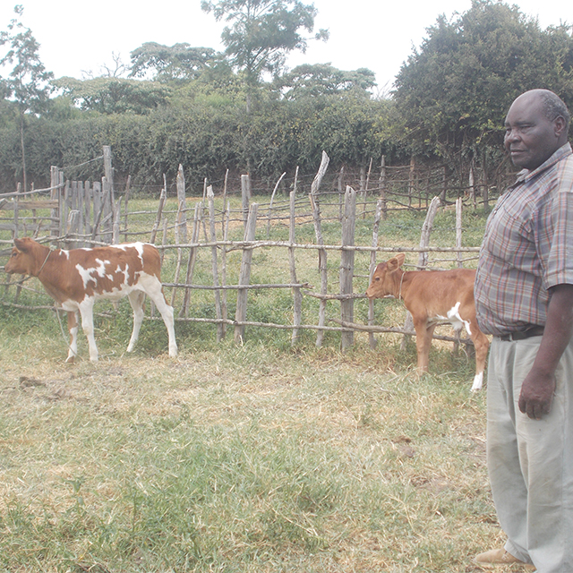Local Farmer Benefits from Improved Cattle Breeds