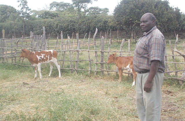 Local Farmer Benefits from Improved Cattle Breeds