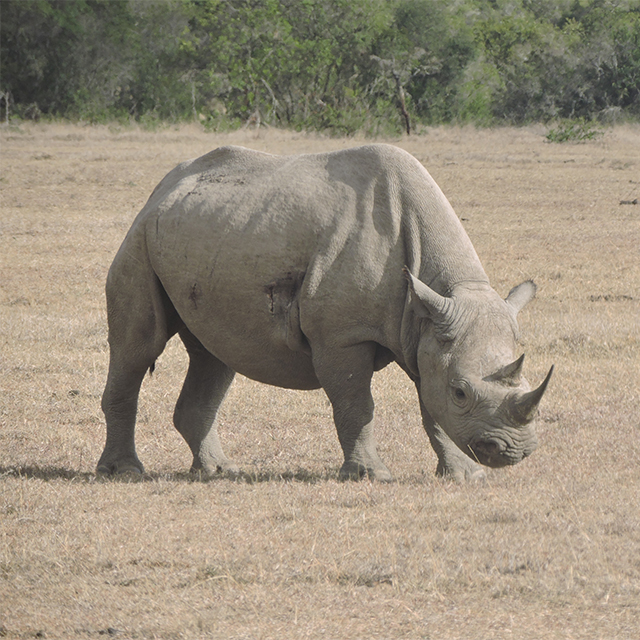 Lola and Nabuul Run Free!