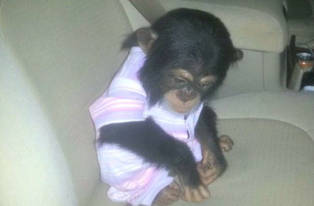 Help Us Put Pressure on Qatar to Relocate Abused Baby Chimps to Sweetwaters