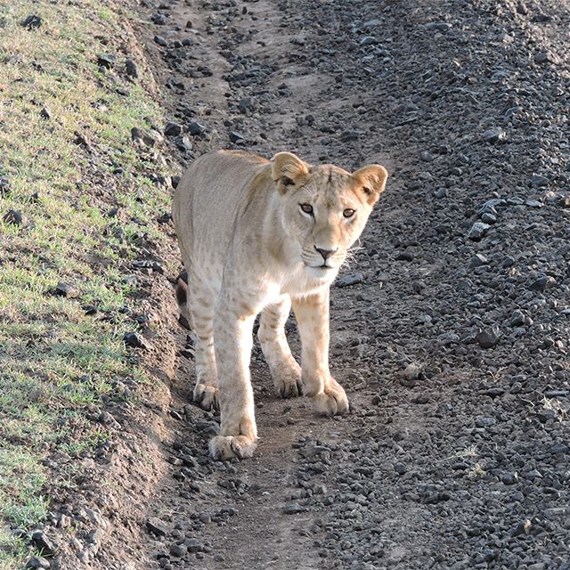 Sisterly Love Saved this Lion’s Life