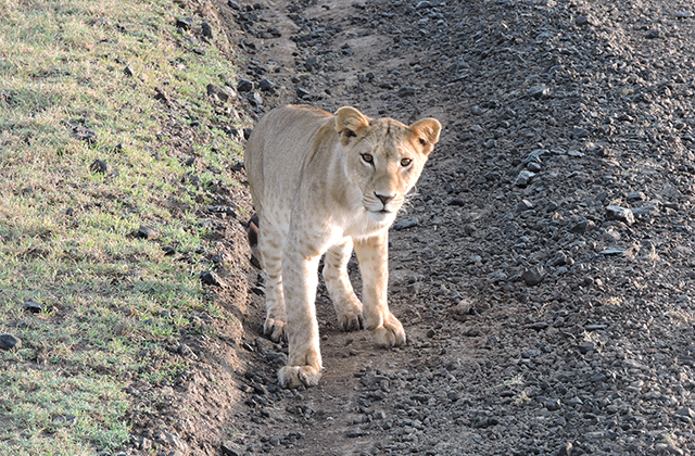 Sisterly Love Saved this Lion’s Life