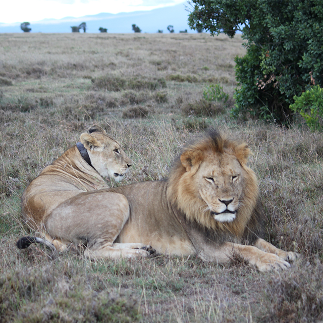 Sculptures for Surveillance Cameras