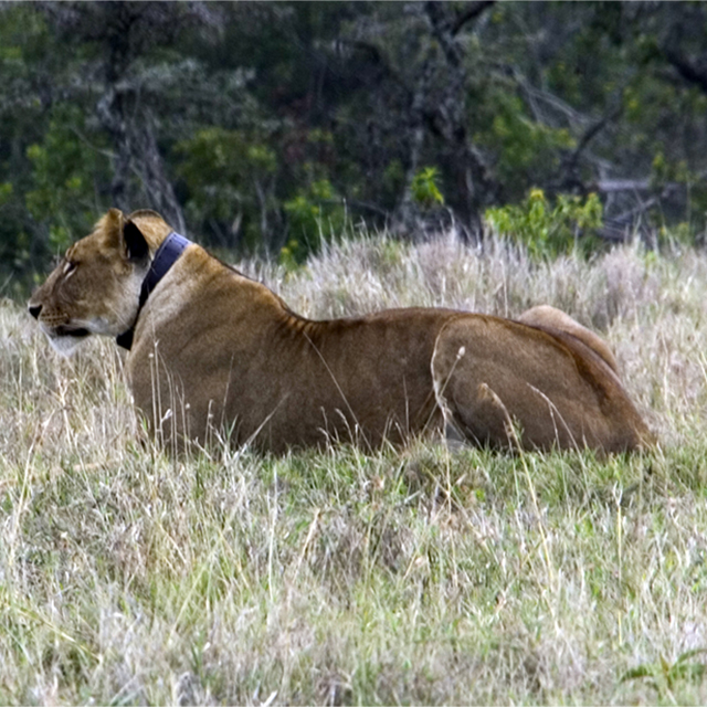 Discovering the Secrets of Lions