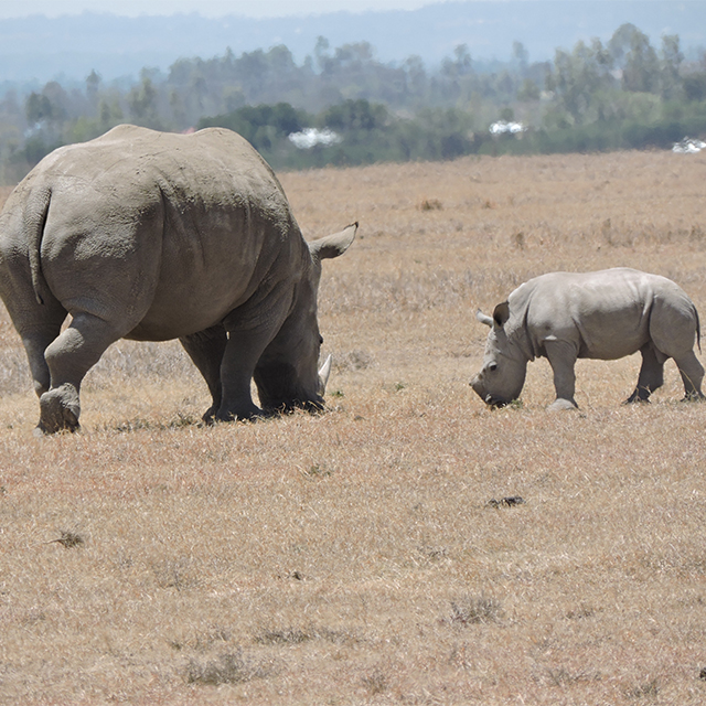 Bring on the Baby Boom