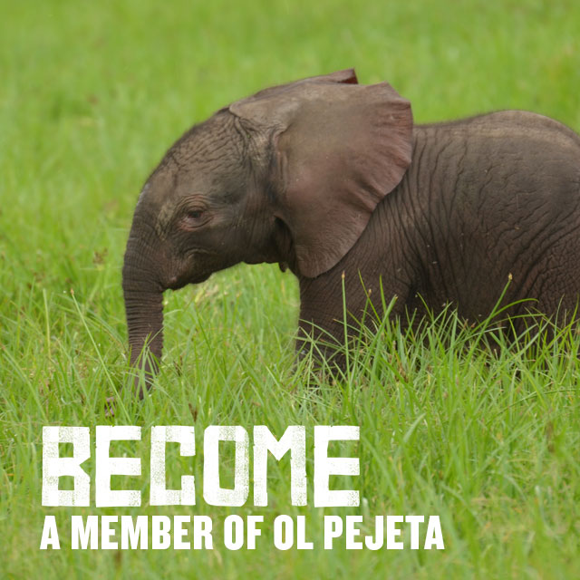 Terms and conditions