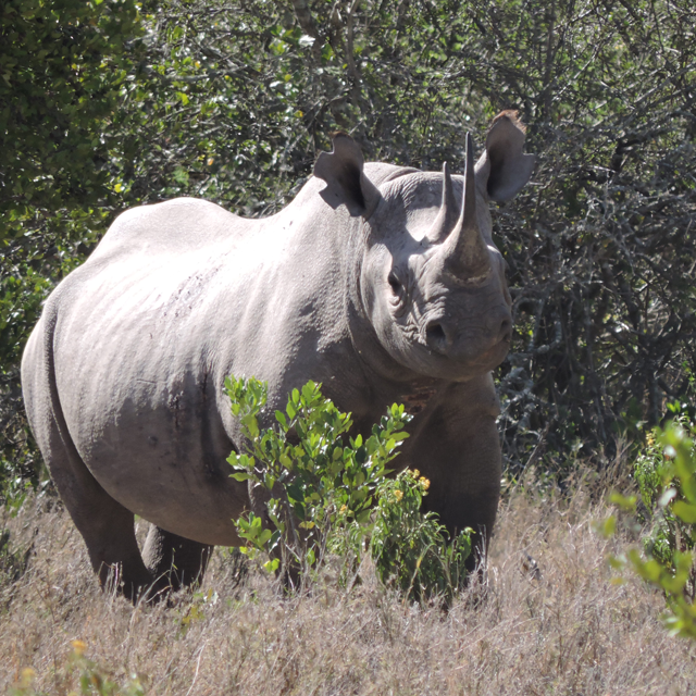 Ol Pejeta Successfully Completes Rhino Notching Exercise
