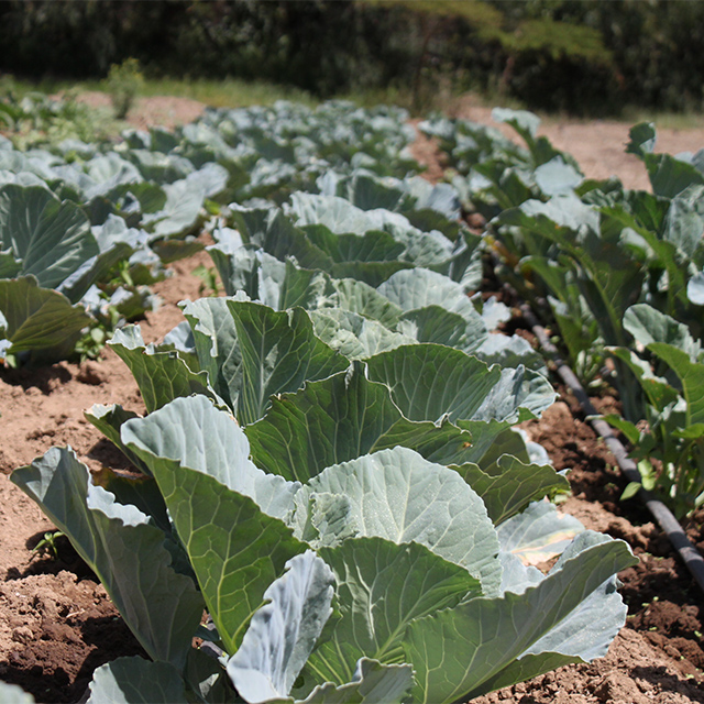 Youth Group Reaps Benefits Of Conservation Agriculture