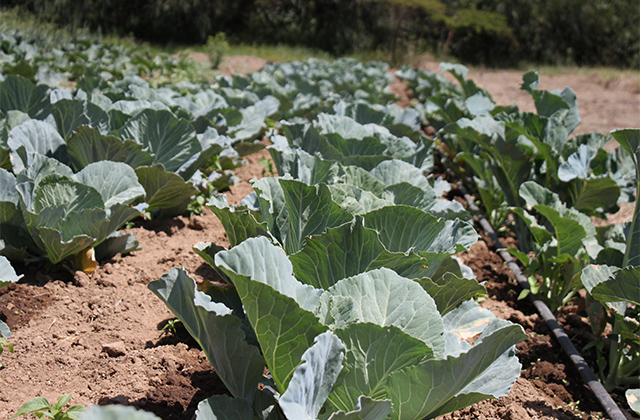 Youth Group Reaps Benefits Of Conservation Agriculture