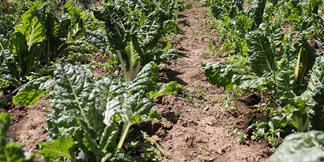 farming inpost