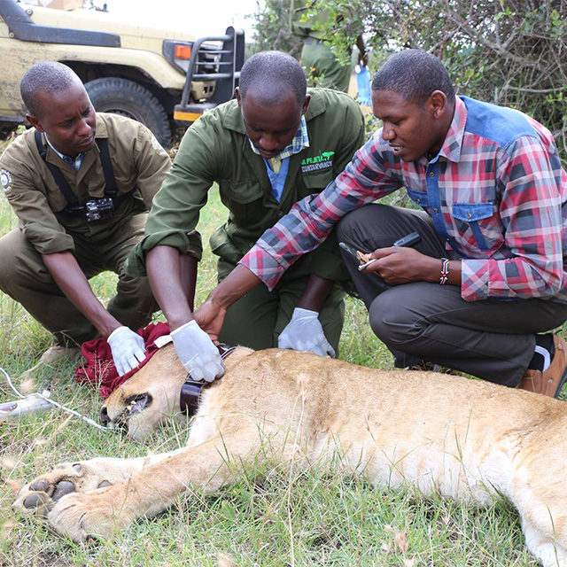 Two Lionesses Collared On Ol Pejeta