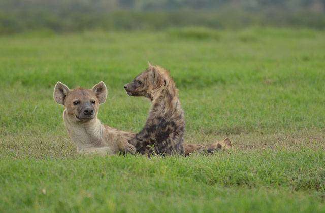 Terms and conditions