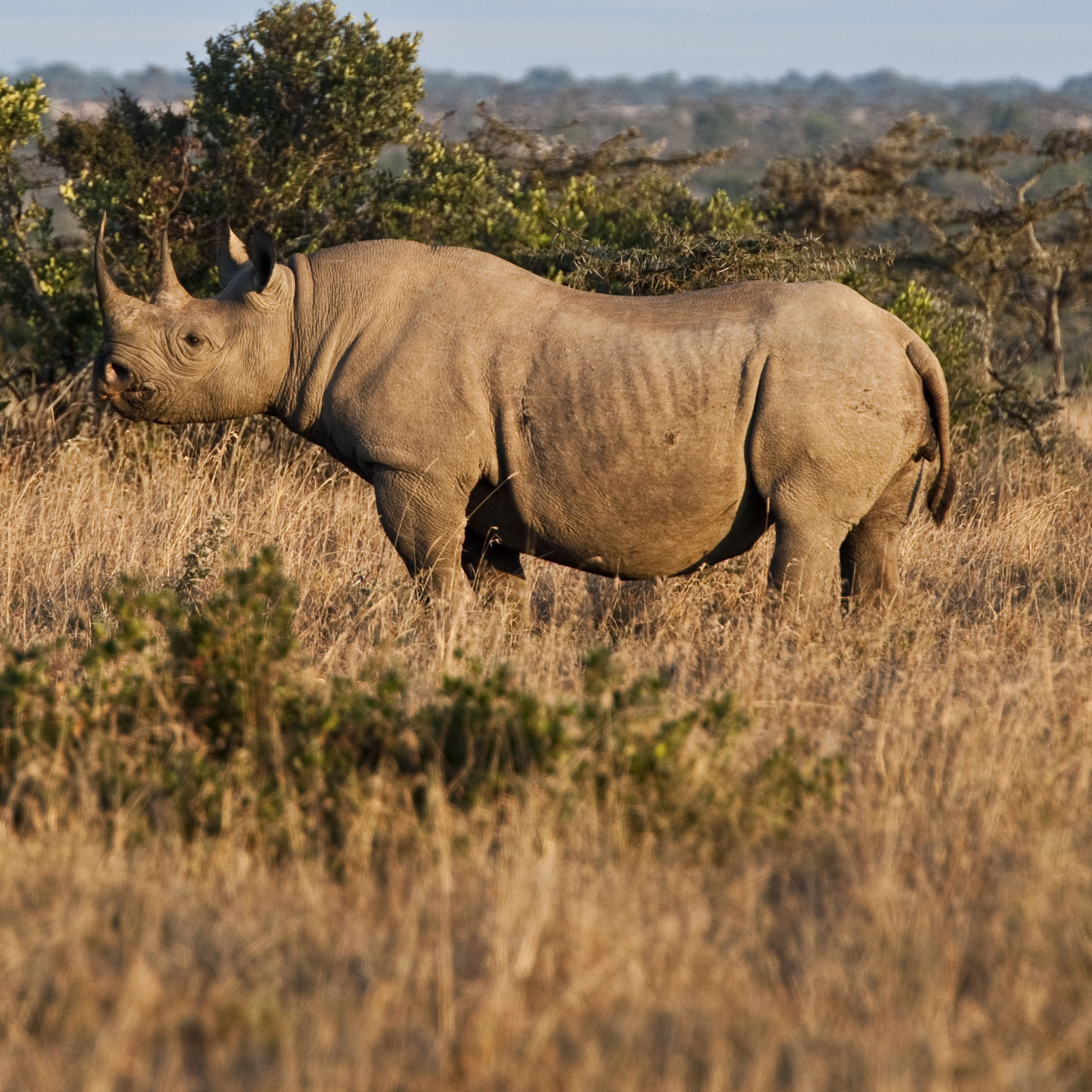 Ol Pejeta - A Rhino Conservation Success Story