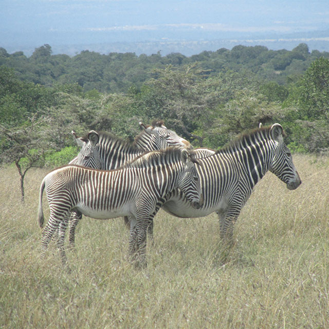 The Great Grevy’s Rally: Citizen Science Scores Big