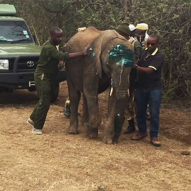 Terrified Elephant Rescued From Dam