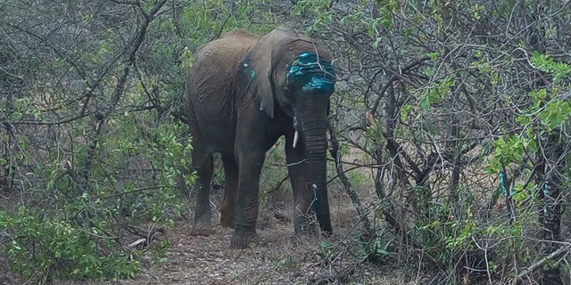 elephant rescue inpost 2