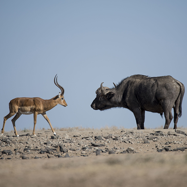 Laikipia Updates From Ol Pejeta