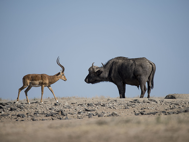 Laikipia Updates From Ol Pejeta