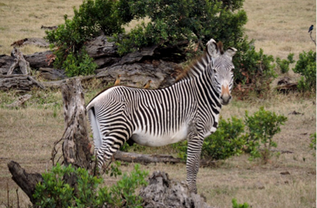 WALKING INTO THE JAWS OF A LION