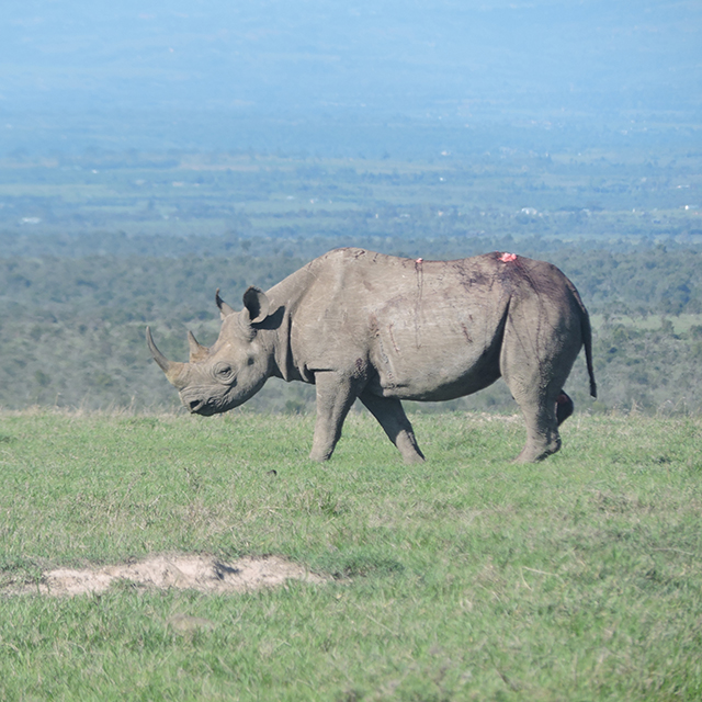 Ol Pejeta Vets to the Rescue