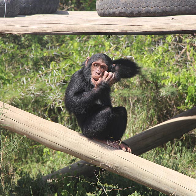 Manno Feels Grass For The First Time