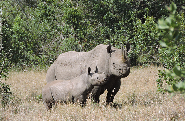 Celebrating World Rhino Day